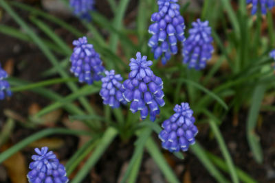 Close-up of purple flowering plants