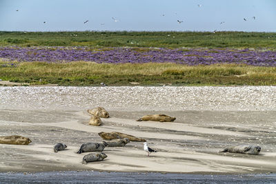 View of sheep on land