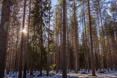 Snow covered trees in forest