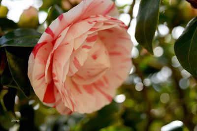 Close-up of rose