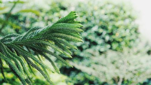 Close-up of pine tree