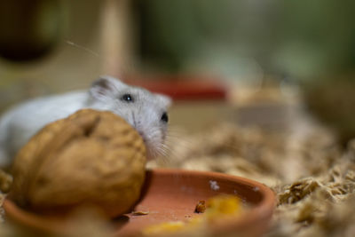 Close-up of crab eating food