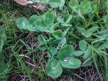 Close-up of plants growing in field