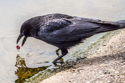 Close-up of bird perching on a lake