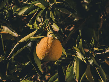 Close-up of fruit growing on tree