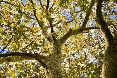 Low angle view of trees in forest