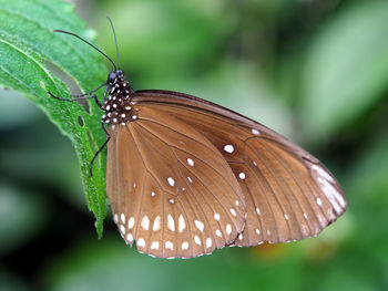 Close-up of butterfly on leaf