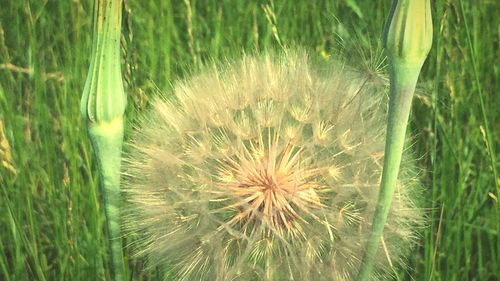 Close-up of dandelion flower