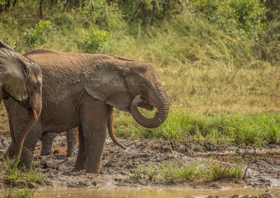 Side view of elephant on field