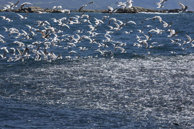 Birds swimming in sea