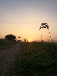 Silhouette plants on field against sky at sunset