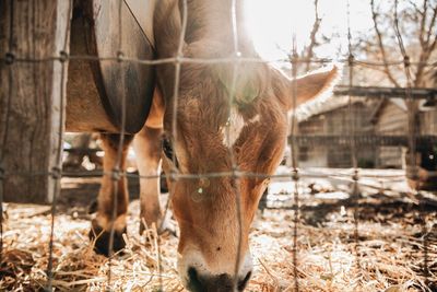 Close-up of cattle grazing on grass area