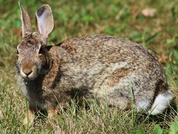 Side view of rabbit on grassy field
