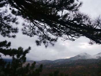 Low angle view of trees on mountain against sky