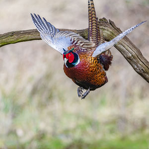 Close-up of bird flying