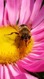 Close-up of honey bee on yellow flower