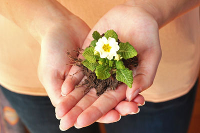 Close-up of hand holding small flower