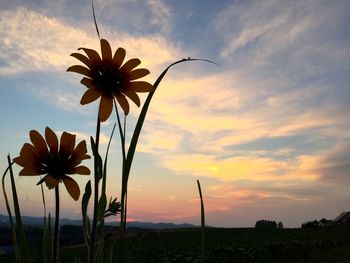 Close-up of orange flowering plant on field against sky during sunset