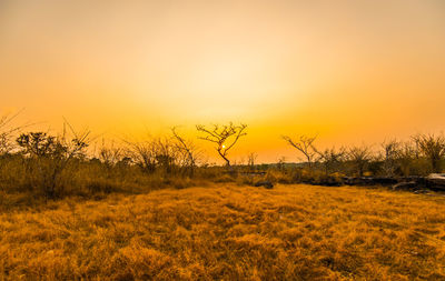 Scenic view of field against orange sky