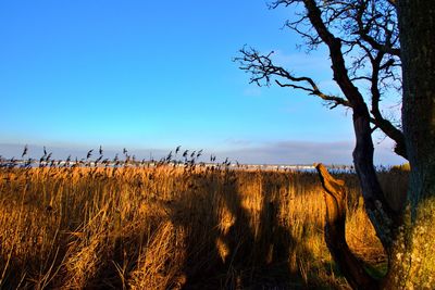 Hengistbury head