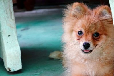 Portrait of dog sticking out tongue outdoors