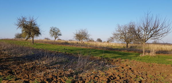 Trees on field against clear sky