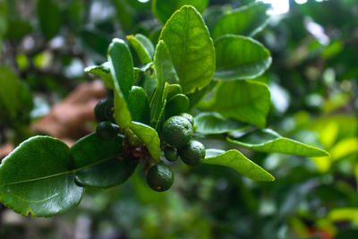 Close-up of berries growing on tree