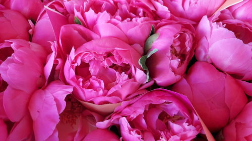 Full frame shot of pink flowering plant