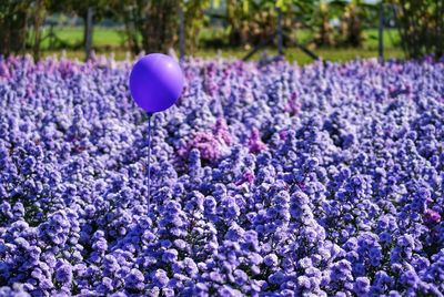 Close-up of purple crocus flowers on field