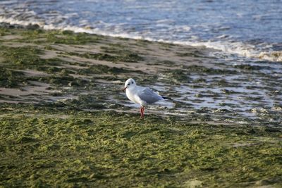 Seagull perching on a beach