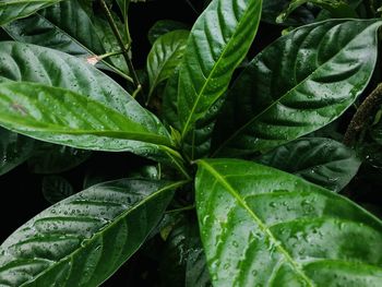 Close-up of wet plant leaves during rainy season