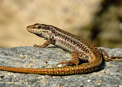 Close-up of lizard