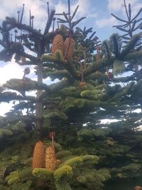 Low angle view of cactus plant against sky