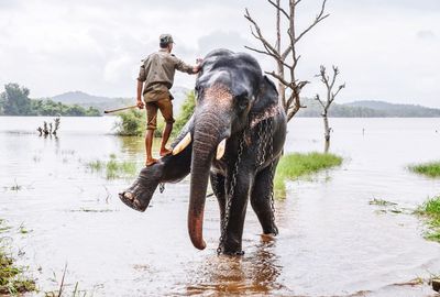 Full length of zoo keeper climbing on elephant in lake at forest