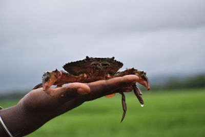 Close-up of hand holding crab