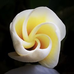 Close-up of yellow rose