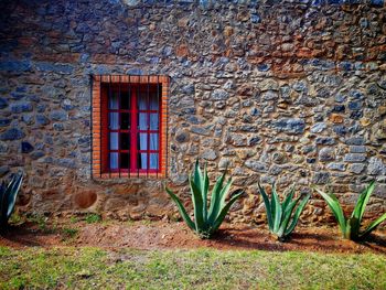 Plants growing outside house