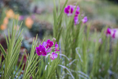 Close-up of pink flower blooming in park