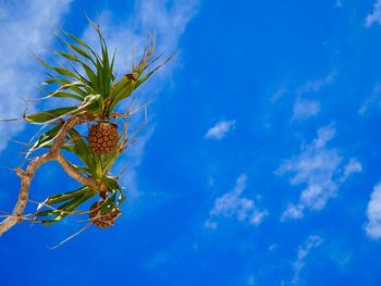 Low angle view of flowering plant against blue sky