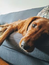 Close-up of dog resting on sofa