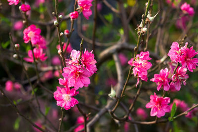 Close-up of pink flowers blooming on tree