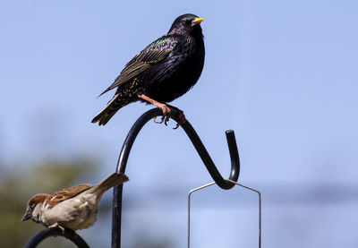 Low angle view of bird perching on metal