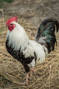 Close-up of rooster on land