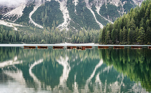 Scenic view of lake in forest