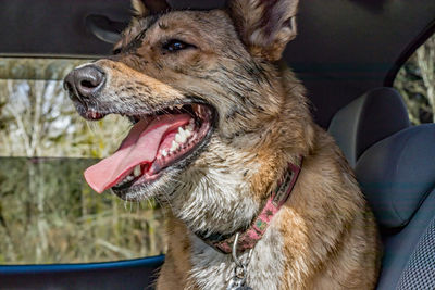 Close-up of dog yawning