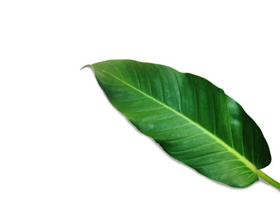 Close-up of leaves against white background