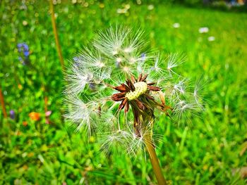 Close-up of insect on dandelion