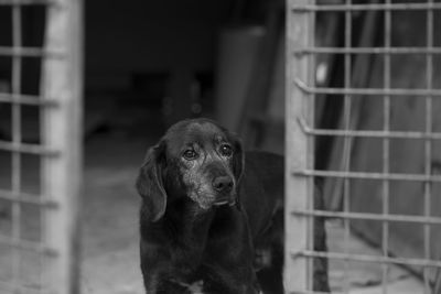 Close-up portrait of a dog