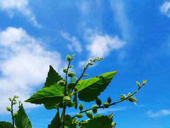 Low angle view of leaves against blue sky