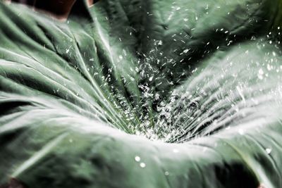 Full frame shot of wet plants
